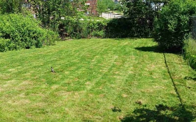 Photo of Krystal S.'s yard after getting lawn care in Clairton, PA