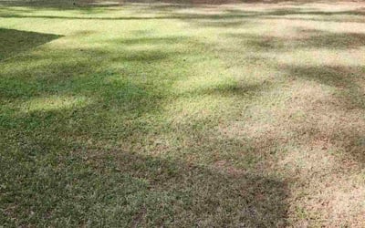 Photo of Ron C.'s yard after getting lawn care in Wickliffe, OH