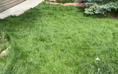 Photo of Debbie c.'s yard after getting lawn care in Golden, CO