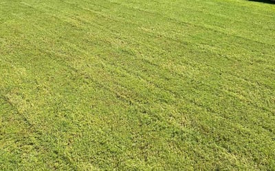 Photo of Daniel P.'s yard after getting lawn care in Wilton, CT