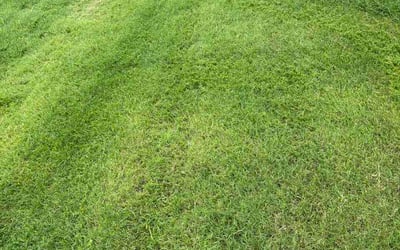 Photo of Bill M.'s yard after getting lawn care in Kingston, MA