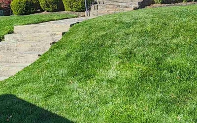 Photo of Ortagus O.'s yard after getting lawn care in Catonsville, MD