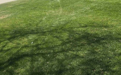 Photo of Hailie C.'s yard after getting lawn care in Williamstown, NJ