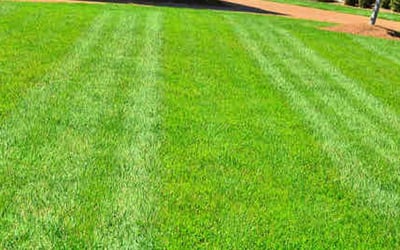 Photo of Carleen T.'s yard after getting lawn care in Morrow, GA