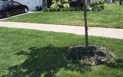 Photo of Bonita D.'s yard after getting lawn care in Douglasville, GA