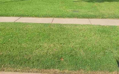 Photo of Yolanda T.'s yard after getting lawn care in Shreveport, LA