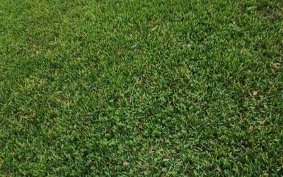 Photo of Connie H.'s yard after getting lawn care in Angleton, TX