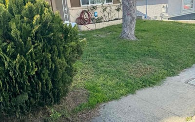 Photo of Dean L.'s yard after getting tree care in Escondido, CA