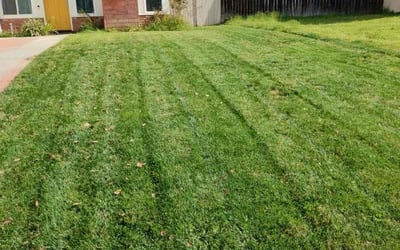 Photo of WILLIE J.'s yard after getting lawn care in Blythe, CA