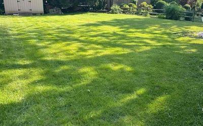 Photo of Erik M.'s yard after getting lawn care in Albuquerque, NM
