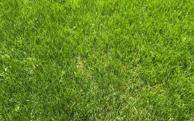 Photo of Karen M.'s yard after getting lawn care in Morrisville, PA