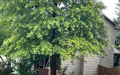 Photo of David H.'s yard after getting lawn care in El Dorado, KS
