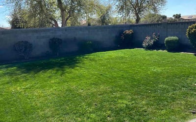 Photo of Dina F.'s yard after getting lawn care in Gilbert, AZ