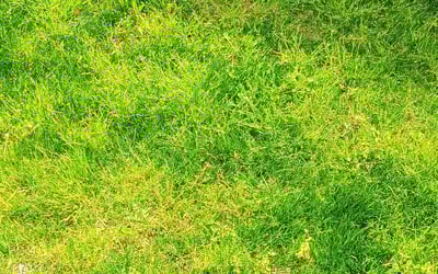 Photo of Margaret M.'s yard after getting lawn care in Chester, SC