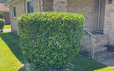 Photo of Elaina T.'s yard after getting lawn care in Lilburn, GA