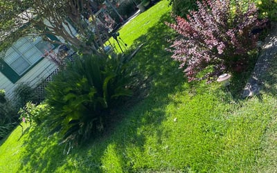 Photo of Charlotte B.'s yard after getting lawn care in Montgomery, TX