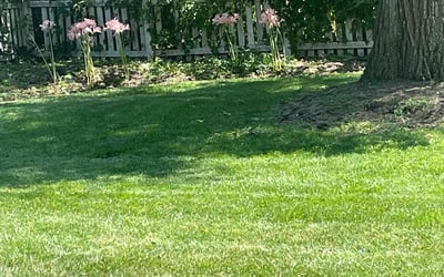 Photo of Therin S.'s yard after getting lawn care in Lady Lake, FL