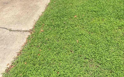 Photo of Ossie C.'s yard after getting lawn care in Kyle, TX