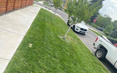 Photo of Matt F.'s yard after getting lawn care in Evergreen, CO