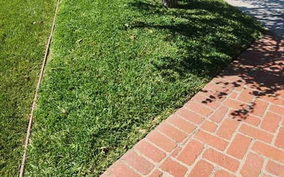 Photo of Jerry J.'s yard after getting lawn care in San Juan Capistrano, CA