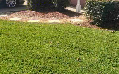 Photo of Steven F.'s yard after getting lawn care in Derby, CT