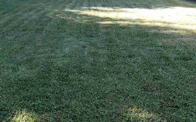 Photo of Savannah G.'s yard after getting lawn care in Morgantown, WV