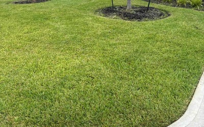 Photo of Deleeshus L.'s yard after getting lawn care in Willis, TX