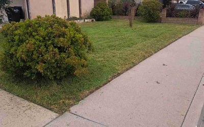 Photo of Tammy T.'s yard after getting lawn care in Ventura, CA