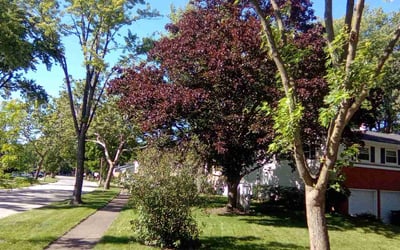 Photo of Kimberly J.'s yard after getting lawn care in Palatine, IL