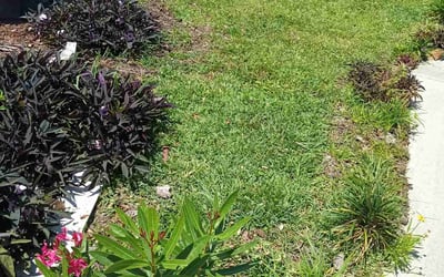 Photo of Aakash P.'s yard after getting lawn care in Anacortes, WA