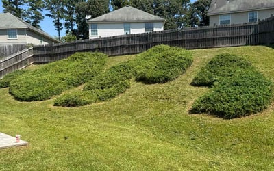 Photo of George W.'s yard after getting lawn care in Moorhead, MN