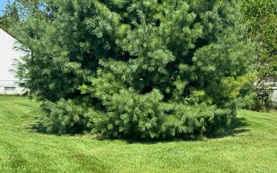 Photo of Megan s.'s yard after getting lawn care in Pontiac, MI
