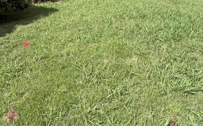 Photo of Joel B.'s yard after getting lawn care in Morgan Hill, CA