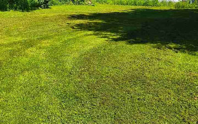 Photo of Dominique W.'s yard after getting lawn care in Clovis, CA