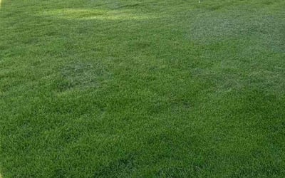 Photo of Madelyn H.'s yard after getting lawn care in Saint Michael, MN