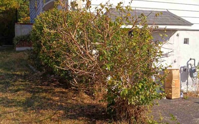 Photo of Pam H.'s yard after getting tree care in La Porte, IN