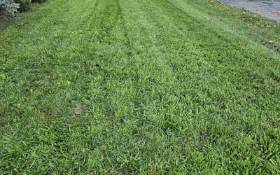 Photo of Whitney G.'s yard after getting lawn care in Saddle Brook, NJ