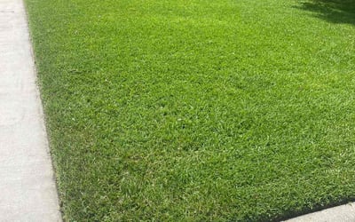 Photo of Kortnye K.'s yard after getting lawn care in Middleburg, FL