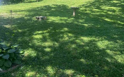 Photo of Patryce W.'s yard after getting lawn care in Hazel Crest, IL