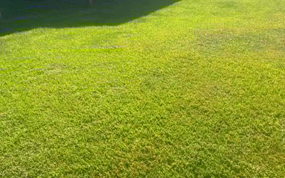 Photo of ERNESTINA G.'s yard after getting lawn care in Seabrook, TX
