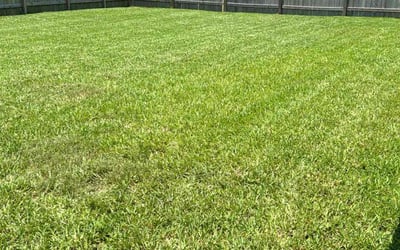 Photo of LaToya J.'s yard after getting lawn care in Texas City, TX