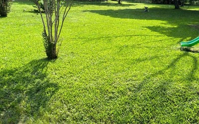 Photo of Patrick L.'s yard after getting lawn care in Fresno, TX