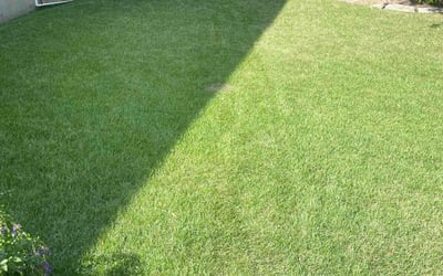 Photo of Melissa C.'s yard after getting lawn care in Floresville, TX