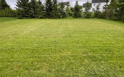 Photo of Jaime M.'s yard after getting lawn care in Mechanicville, NY