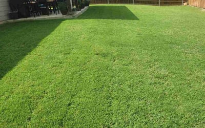 Photo of Effia H.'s yard after getting lawn care in Lancaster, TX