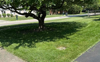 Photo of Bibiana B.'s yard after getting lawn care in Kissimmee, FL