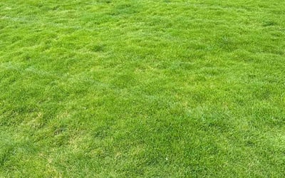 Photo of Diana C.'s yard after getting lawn care in Midlothian, IL