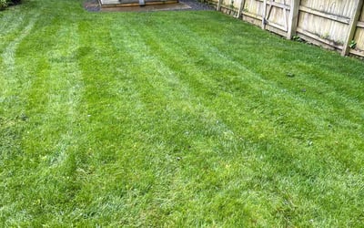 Photo of Brandon A.'s yard after getting lawn care in Severn, MD