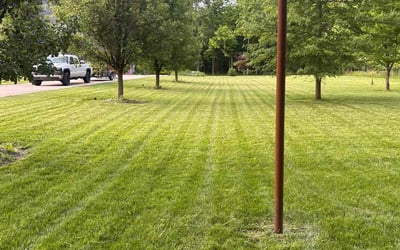 Photo of Samantha S.'s yard after getting lawn care in Lincoln Park, MI