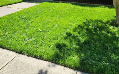 Photo of Therese N.'s yard after getting lawn care in Chapel Hill, NC
